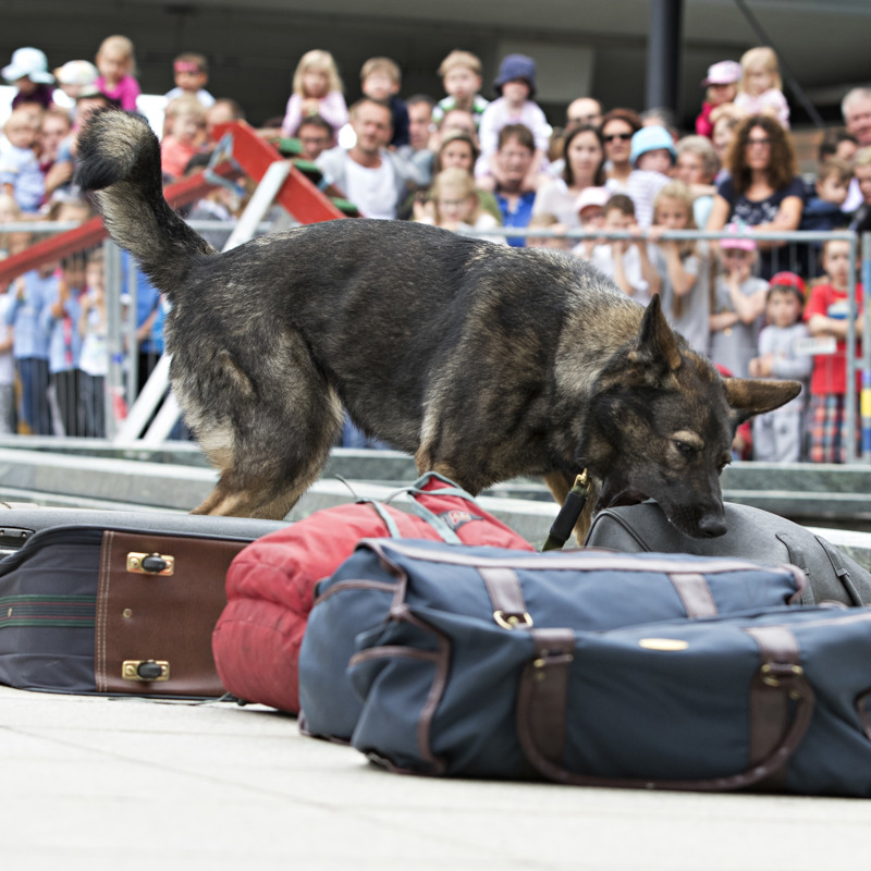 Hund der Hundestaffel zeigt vor Publikum sein Können